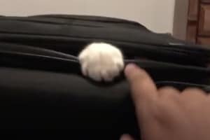 カバンの中から可愛い手がニョキ。 一体何者…？