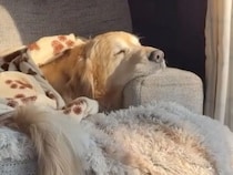 窓を見るのが大好きな犬のための、最高すぎる特等席！