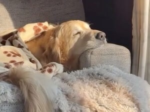 窓を見るのが大好きな犬のための、最高すぎる特等席！