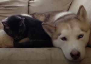 寒い日に見られる2匹の姿にほっこり! 犬に温めてもらう猫。