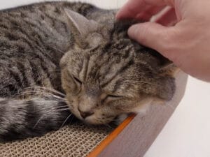 猫さんの寝かしつけに挑戦！ 心地よいポイントを撫で撫でしてみると…
