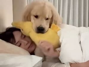 二度寝不可！ 愛犬の全力モーニングコールが可愛すぎる