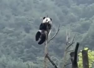 それ… 降りられるの？？ 高すぎる木に登るパンダ
