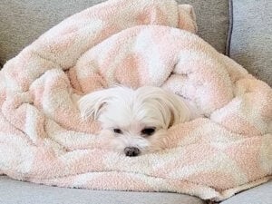 春が来るまでここにいる！ 寒いのが苦手なマルチーズさん