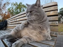 毛繕い中に足を広げすぎた猫さん、バランスを崩して転がりそうに…！