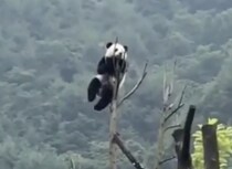 それ… 降りられるの？？ 高すぎる木に登るパンダ