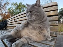 毛繕い中に足を広げすぎた猫さん、バランスを崩して転がりそうに…！