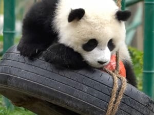 タイヤ遊具で大はしゃぎ！ 落ちそうで落ちない運動神経抜群のパンダさん