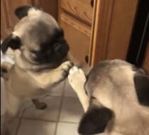 「誰だよお前〜！」鏡の中の自分が気になってしょうがないパグさん