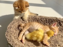 アヒルの子と寝る子猫に嫉妬、拗ね顔が隠せない子猫さん