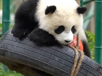 タイヤ遊具で大はしゃぎ！ 落ちそうで落ちない運動神経抜群のパンダさん