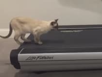 自主的に運動する猫さん、本当の目的は体を動かすことではなくて？