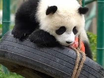 タイヤ遊具で大はしゃぎ！ 落ちそうで落ちない運動神経抜群のパンダさん