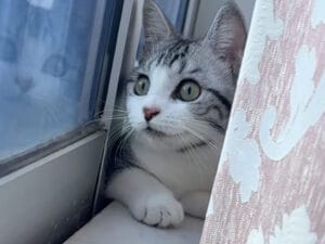 カーテンの裏で密かに警備中、今日も真剣なニャルソック！