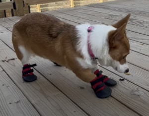 慣れない靴に苦戦する犬さん、歩けないけどジャンプならできるよ！