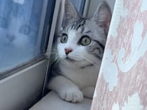 カーテンの裏で密かに警備中、今日も真剣なニャルソック！