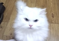 眉間にシワを寄せて怒っている猫ちゃん。怒っている理由は飼い主の…