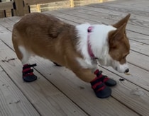 慣れない靴に苦戦する犬さん、歩けないけどジャンプならできるよ！