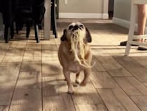 注意しづらいほど胸を張って堂々登場！ 口いっぱいに犬さんが運んできたのは…