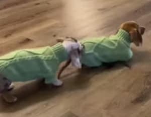 新しいお洋服だ！ ミニチュア・ダックスのペアコーデが可愛い♡