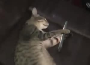 休みの日の人間みたい(笑) スマホを持ちながら寝落ちする猫さん