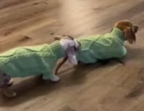 新しいお洋服だ！ ミニチュア・ダックスのペアコーデが可愛い♡