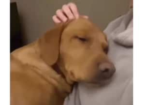 ふうっ…落ち着く♡ 飼い主さんの腕の中で幸せそうな犬さん