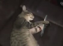 休みの日の人間みたい(笑) スマホを持ちながら寝落ちする猫さん