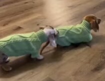 新しいお洋服だ！ ミニチュア・ダックスのペアコーデが可愛い♡