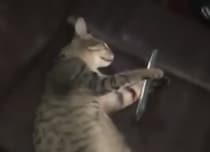 休みの日の人間みたい(笑) スマホを持ちながら寝落ちする猫さん