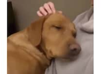 ふうっ…落ち着く♡ 飼い主さんの腕の中で幸せそうな犬さん