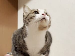 お父さんがいないと寂しい猫さん、「なんでいないのー？」とむにゃむにゃ訴え！