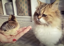 猫「モフモフ仲間だにゃ」小鳥に興味津々！