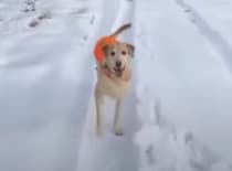 お散歩のたびに大はしゃぎする犬、今日は後ろ歩きで喜びを表現！