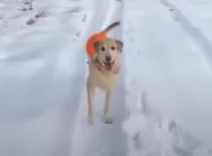 お散歩のたびに大はしゃぎする犬、今日は後ろ歩きで喜びを表現！