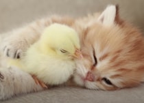 やさしい世界だ♡ くっついて眠る子猫とひよこの寝顔がキュート！