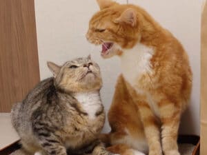 シャーされても… 姉猫のそばにいたい！ 愛が強すぎる猫さん