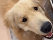 もしかして僕のごはん？ 調理中ずっと料理中に張り付く犬さん