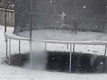 雪に大はしゃぎする犬さん、キャッキャしてる遊ぶ姿が可愛すぎる！けど寒くないの？