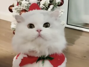 キラキラ楽しいツリーはおもちゃ！ クリスマスを楽しむ猫さんたちを見てみよう♡