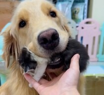「この子もうちの子！」育てる気満々で、子猫をくわえて離さない優しすぎる犬