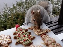 リスにもクリスマスがあるなんて可愛すぎる！  特別なおやつに夢中でモグモグ