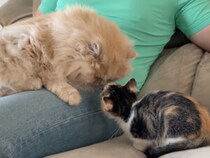 どう接したらいい？ 緊張で固まる大人猫と、好奇心旺盛な子猫