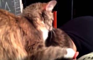 元気出すニャ！ 泣いている子供の頭をポンポンしてくれる猫さん