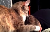 元気出すニャ！ 泣いている子供の頭をポンポンしてくれる猫さん