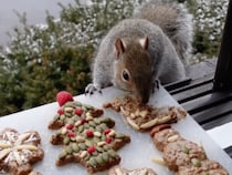 リスにもクリスマスがあるなんて可愛すぎる！  特別なおやつに夢中でモグモグ