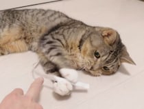高級おもちゃは不要？ 紙ひもに夢中になる猫さんたち