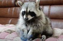 ブドウがもうない！ 残念そうにするアライグマさん