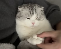 週末の夜は猫さんとまったり♡ 甘えんぼな仕草に癒される