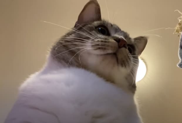 もっふもふの胸毛がたまらん！ ボール遊びする猫を下から観察してみた
